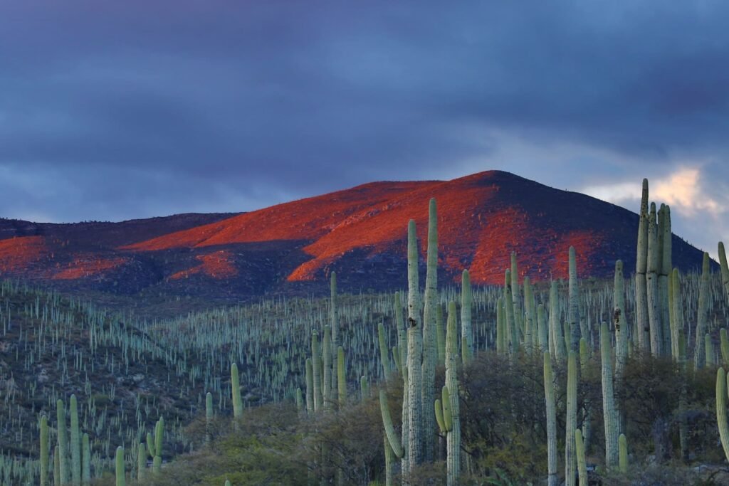WHV Mexico
