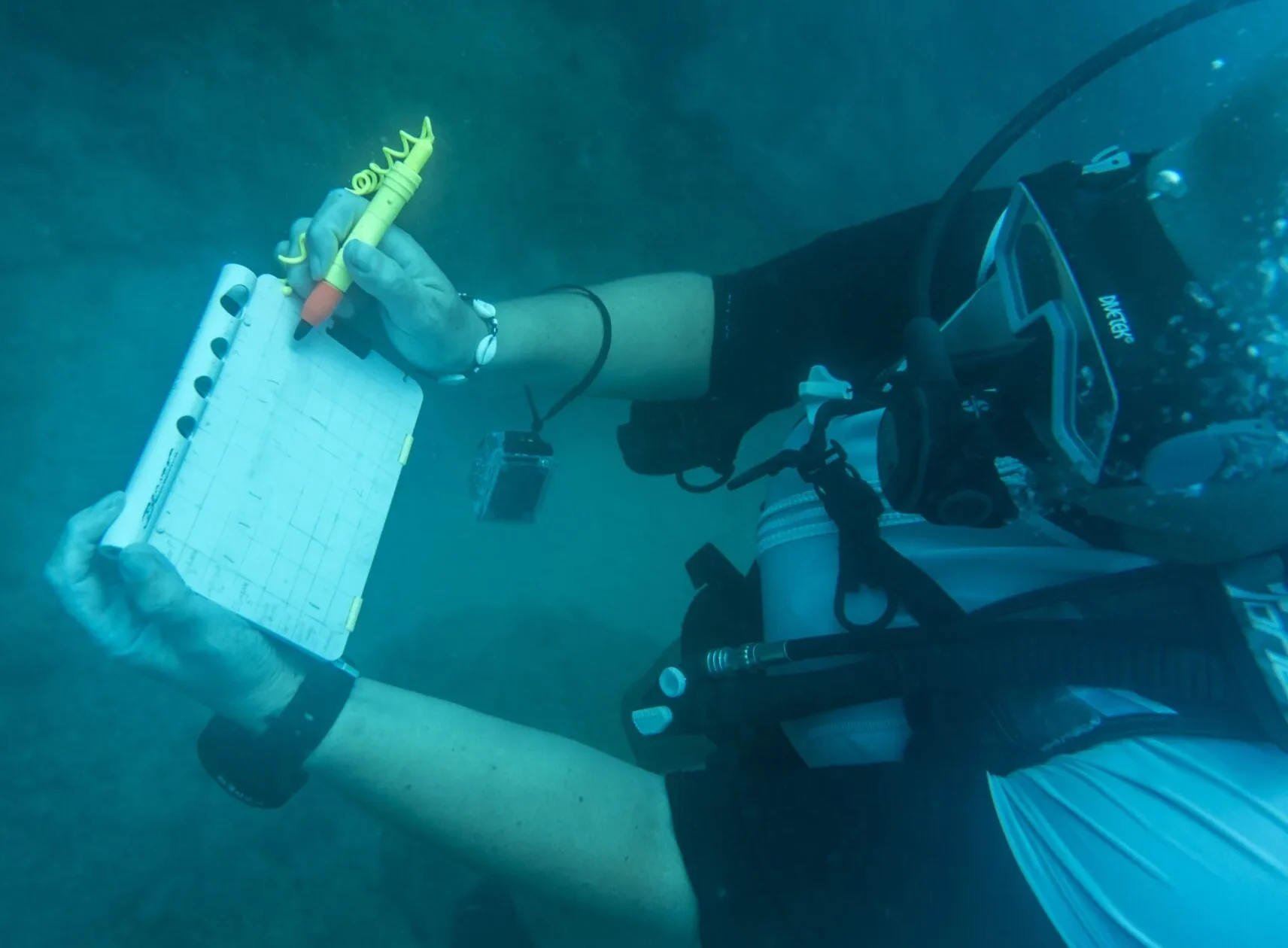 Marine Biology Internships Abroad 2026