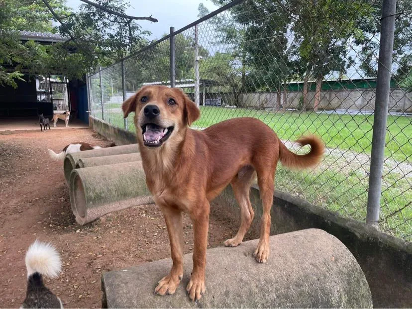 Animal conservation internships