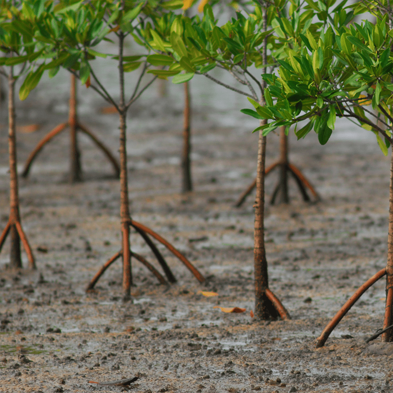 stage ingénieur agronome