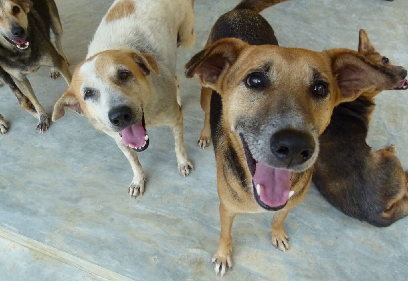 Animal caretaker internship