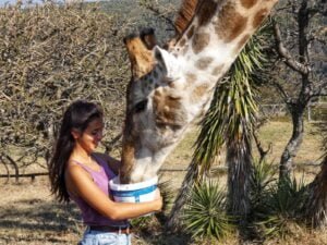 prácticas de veterinaria en sudáfrica