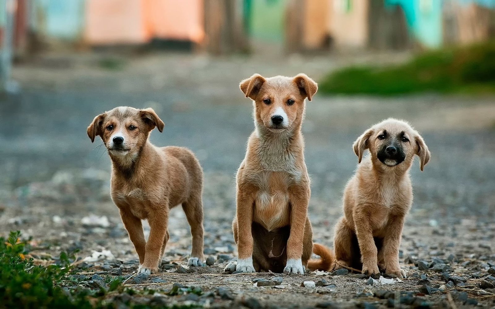 prácticas como cuidador de animales en el extranjero