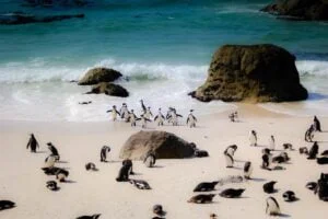 stage soins animaux