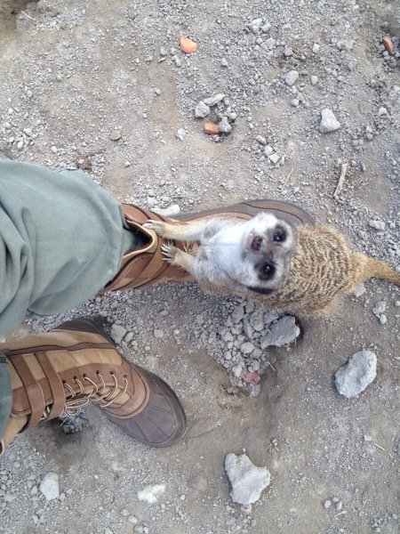 métier protection des animaux