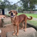 Animal conservation internships