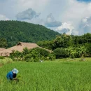 dennis-rochel-nd2P5OkWkMs-unsplash (1) stage ingénieur agronome
