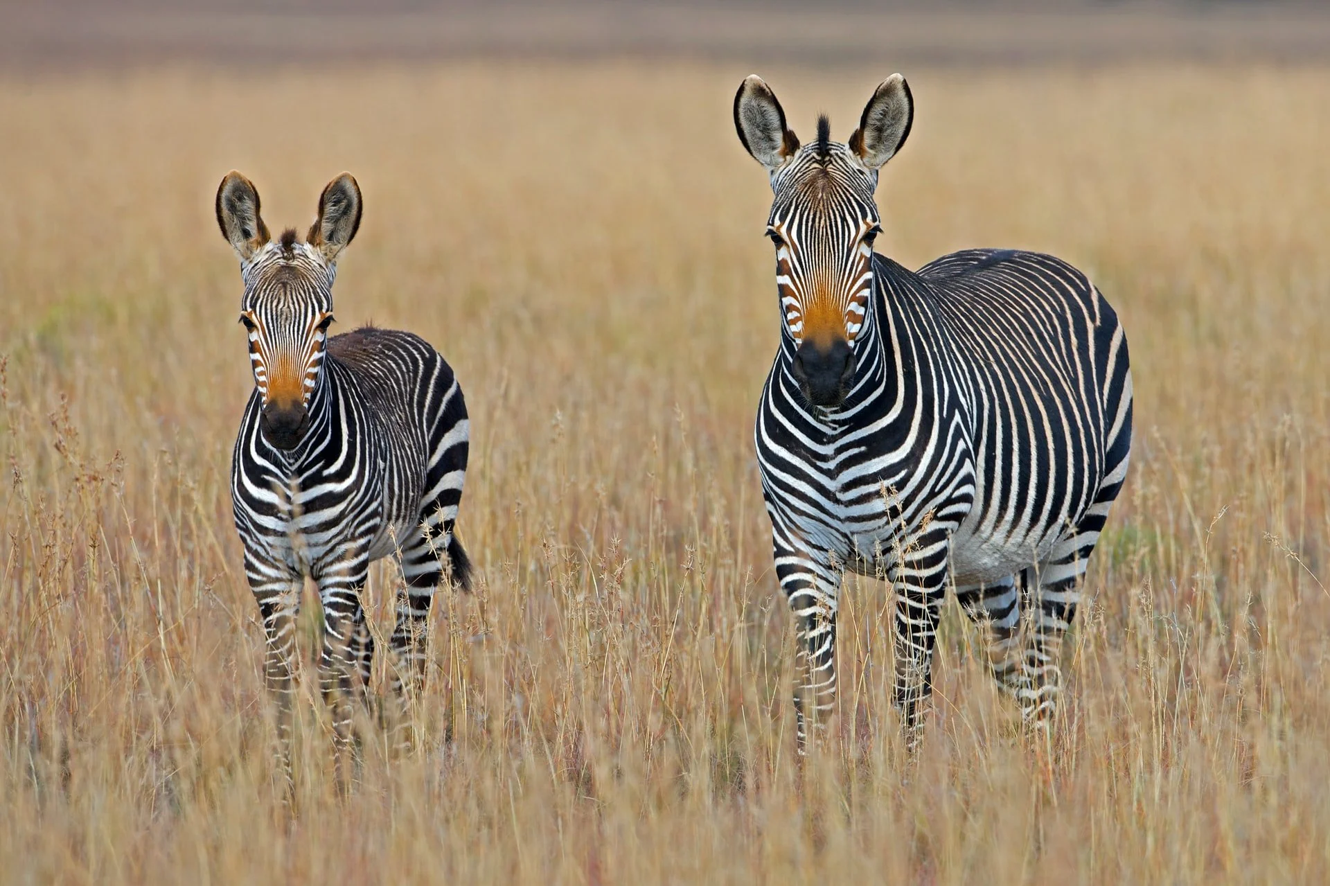 working with animals abroad